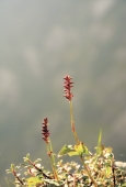 IIP Online Student Photography