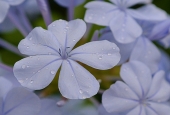 IIP Online Student Photography