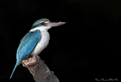 IIP Online Student Photography