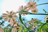 IIP Online Student Photography