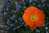 IIP Online Student Photography
