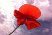 IIP Online Student Photography