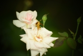 IIP Online Student Photography