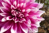 IIP Online Student Photography