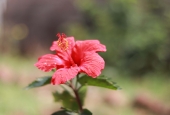 IIP Online Student Photography