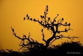 IIP Online Student Photography