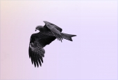 IIP Online Student Photography