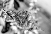 IIP Online Student Photography