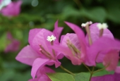 IIP Online Student Photography