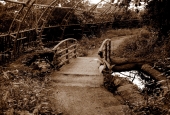 IIP Online Student Photography
