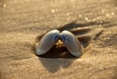 IIP Online Student Photography