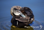 IIP Online Student Photography