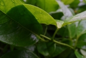 IIP Online Student Photography