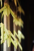 IIP Online Student Photography