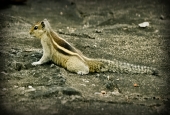 IIP Online Student Photography