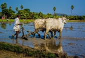 IIP Online Student Photography