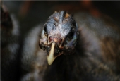 IIP Online Student Photography