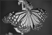 IIP Online Student Photography