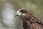 IIP Online Student Photography