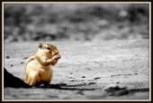 IIP Online Student Photography