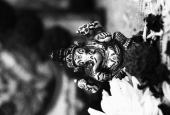 IIP Online Student Photography