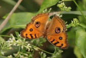 IIP Online Student Photography
