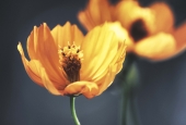 IIP Online Student Photography