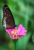 IIP Online Student Photography