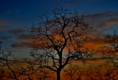 IIP Online Student Photography