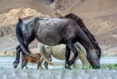 IIP Online Student Photography