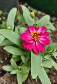 IIP Online Student Photography