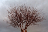 IIP Online Student Photography