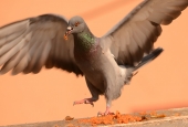 IIP Online Student Photography