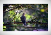 IIP Online Student Photography