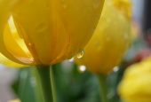 IIP Online Student Photography
