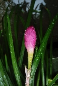 IIP Online Student Photography