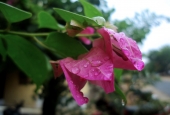 IIP Online Student Photography