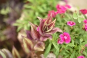 IIP Online Student Photography