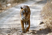 IIP Online Student Photography
