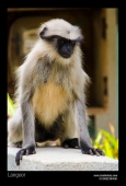 IIP Online Student Photography