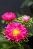 IIP Online Student Photography