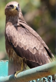 IIP Online Student Photography