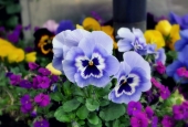 IIP Online Student Photography