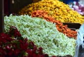 IIP Online Student Photography
