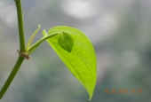 IIP Online Student Photography
