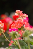 IIP Online Student Photography