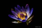 IIP Online Student Photography
