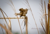 IIP Online Student Photography