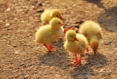 IIP Online Student Photography