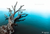 IIP Online Student Photography